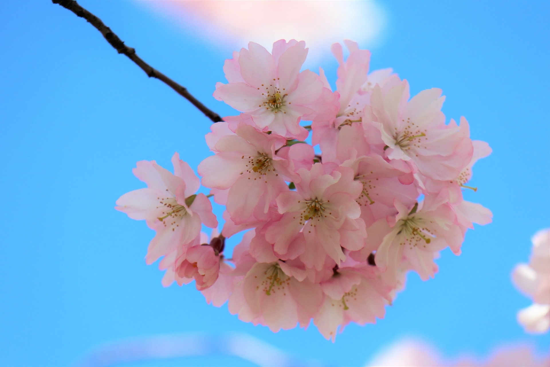 Hoa, flower, hoa đào, hoa anh đào, đào -Mouse23