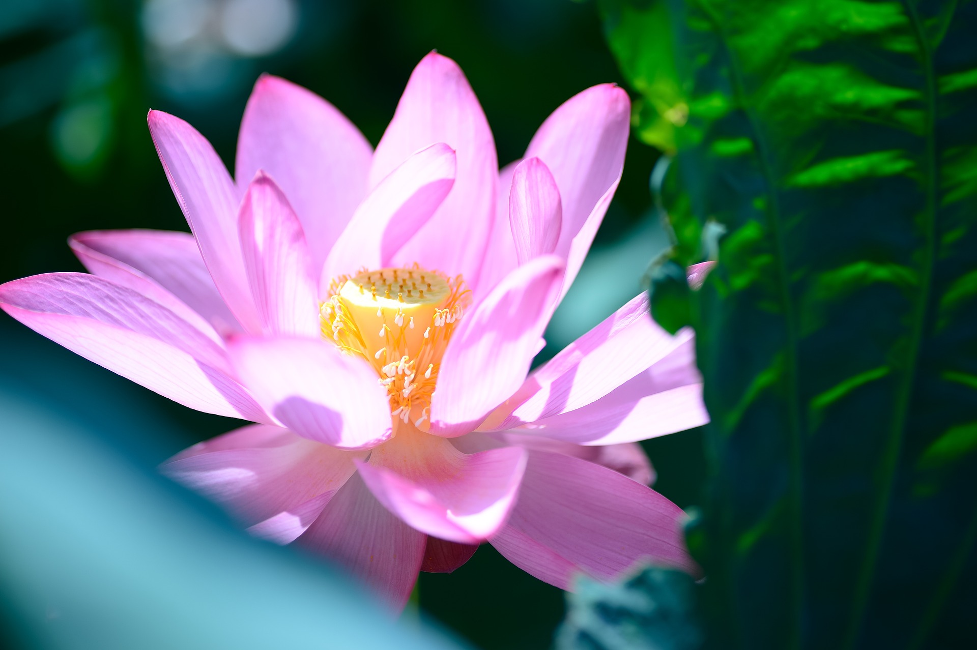 Hoa, flower, hoa sen, sen, sen hồng, lotus - shellghostcage (5)