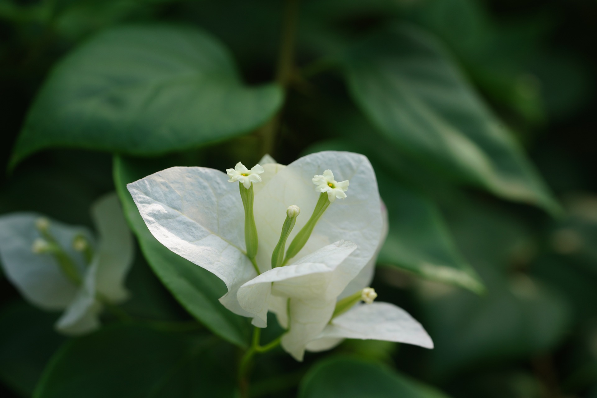Hoa giấy, hoa, flower, Việt Nam - ignartonosbg
