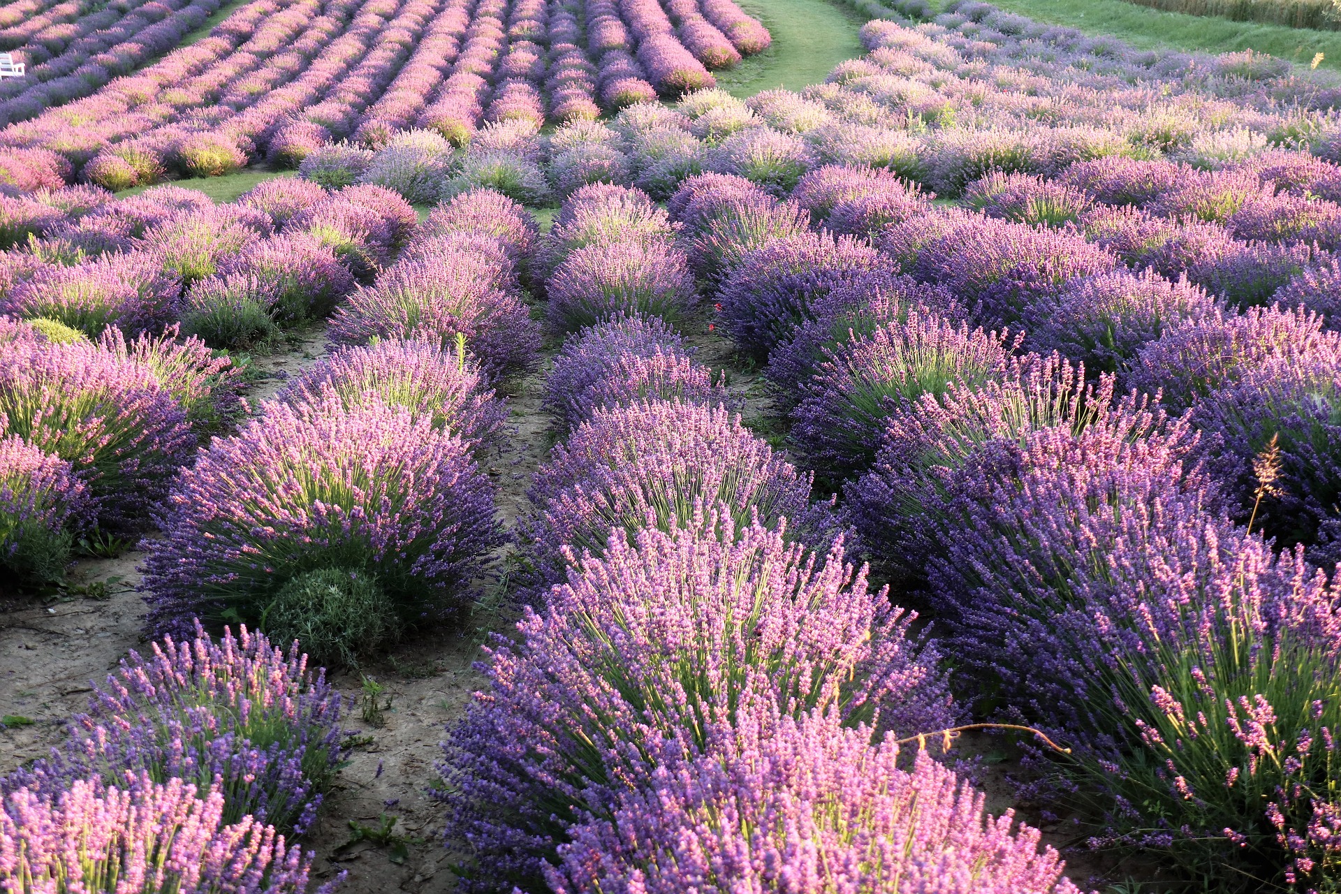 Hoa, hoa lavender, lavender, flower - Mouse23 (2)