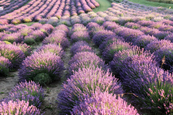 Hoa, hoa lavender, lavender, flower - Mouse23 (2)