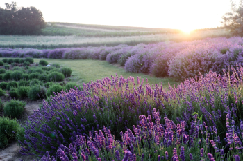 Hoa, hoa lavender, lavender, flower - Mouse23 1