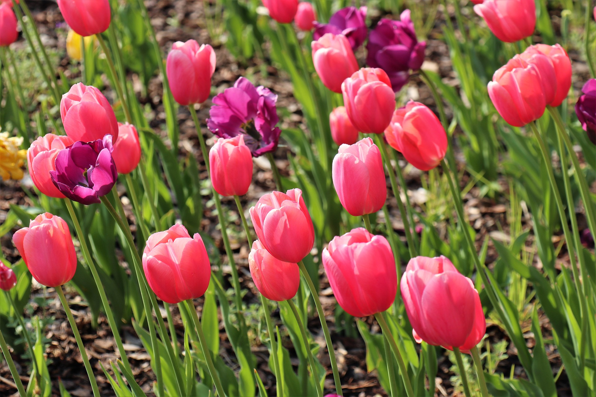 Hoa, hoa tulip, tulip, flower - Mouse23