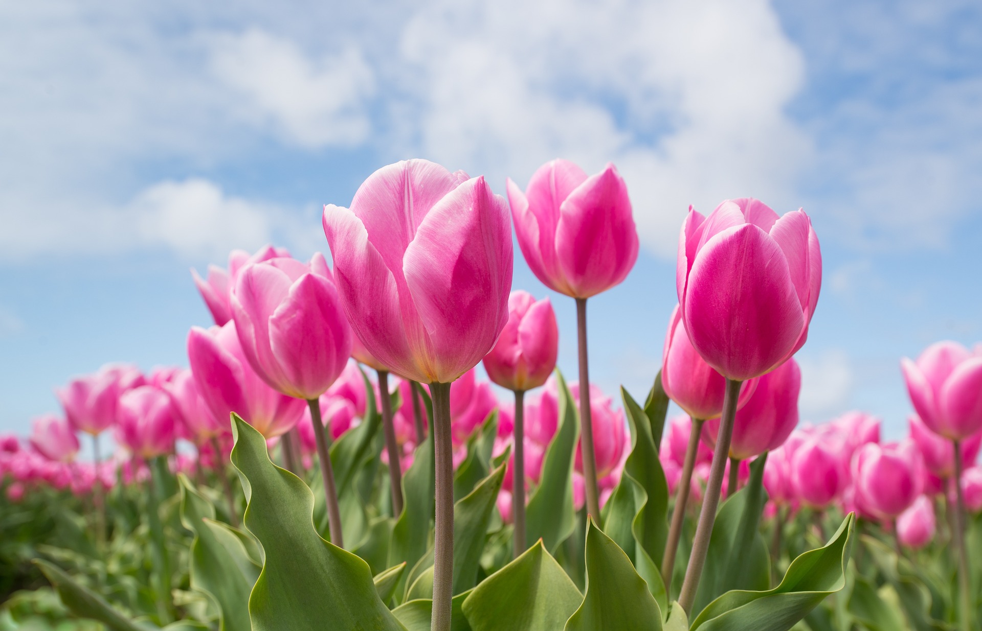 Hoa, hoa tulip, tulip, hoa tulip hồng, flower - Skitterphoto