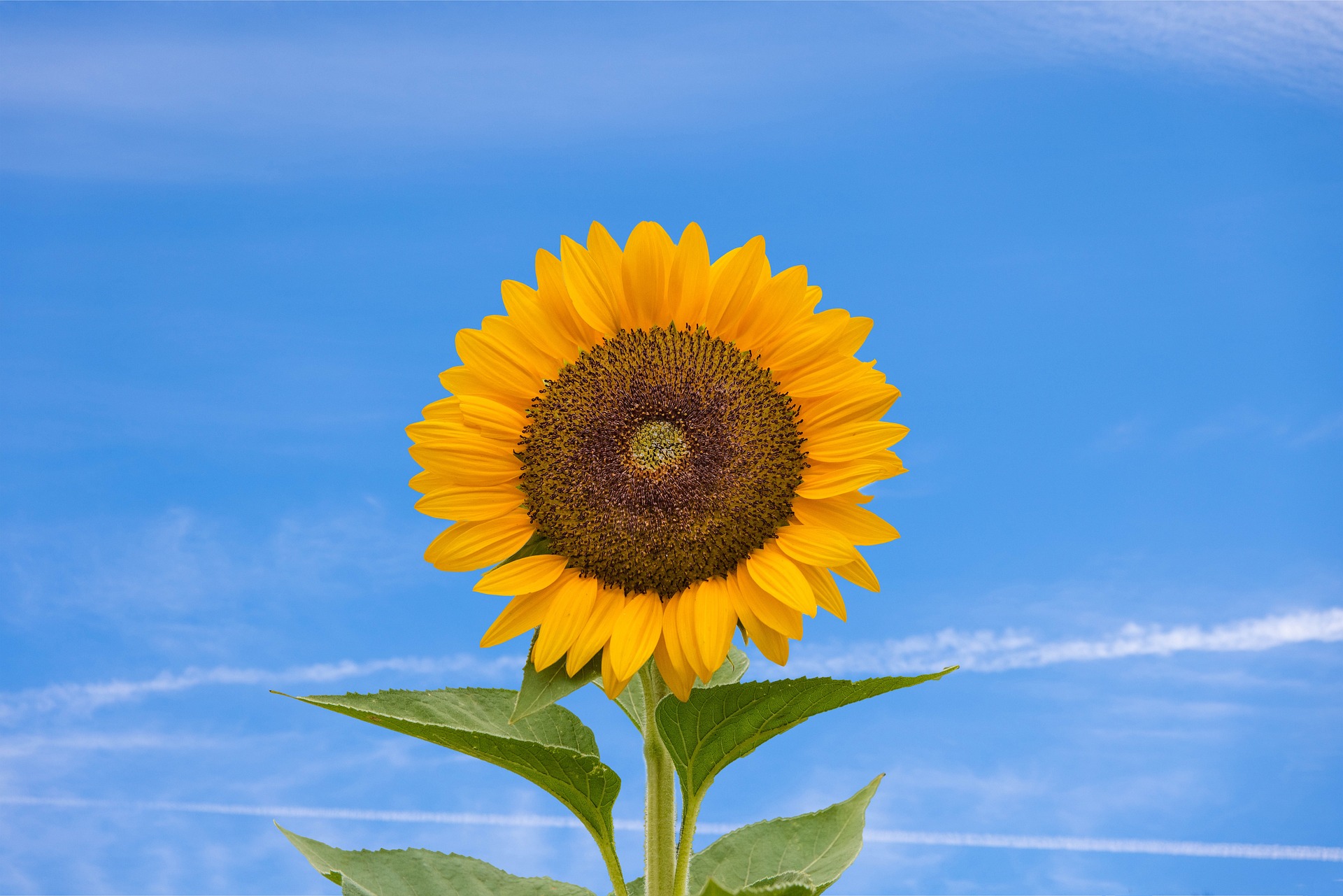 Hoa hướng dương, hướng dương, hoa, flower, bầu trời - MOHANN