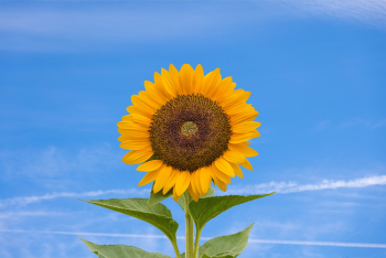 Hoa hướng dương, hướng dương, hoa, flower, bầu trời - MOHANN