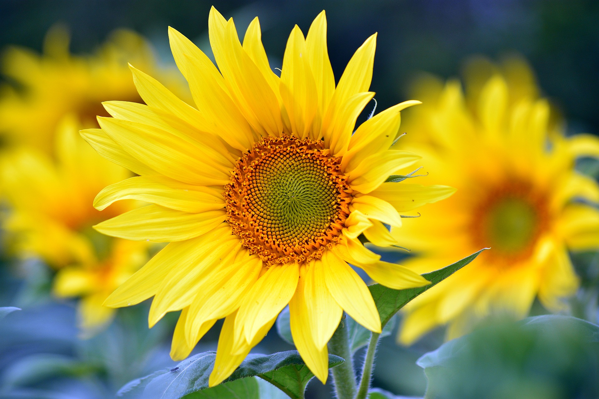 Hoa hướng dương, hướng dương, hoa, flower, sunflower - artellliii72