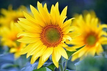Hoa hướng dương, hướng dương, hoa, flower, sunflower - artellliii72