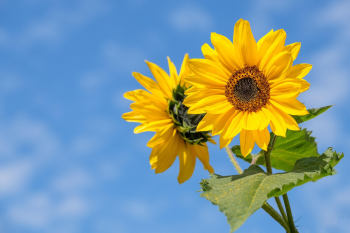 Hoa hướng dương, hướng dương, hoa, flower, sunflower - Bru-nO