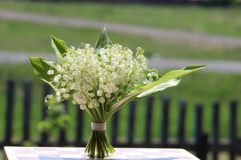 Hoa lan chuông, hoa linh lan, hoa, flower - lyubmalee