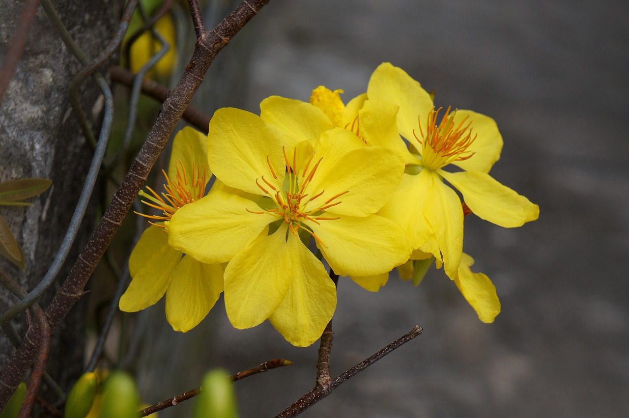 Hoa mai, Tết, xuân, hoa, flower 1