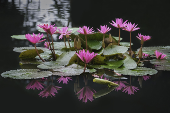 Hoa súng, súng, bông súng, hopa, flower - TieuBaoTruong