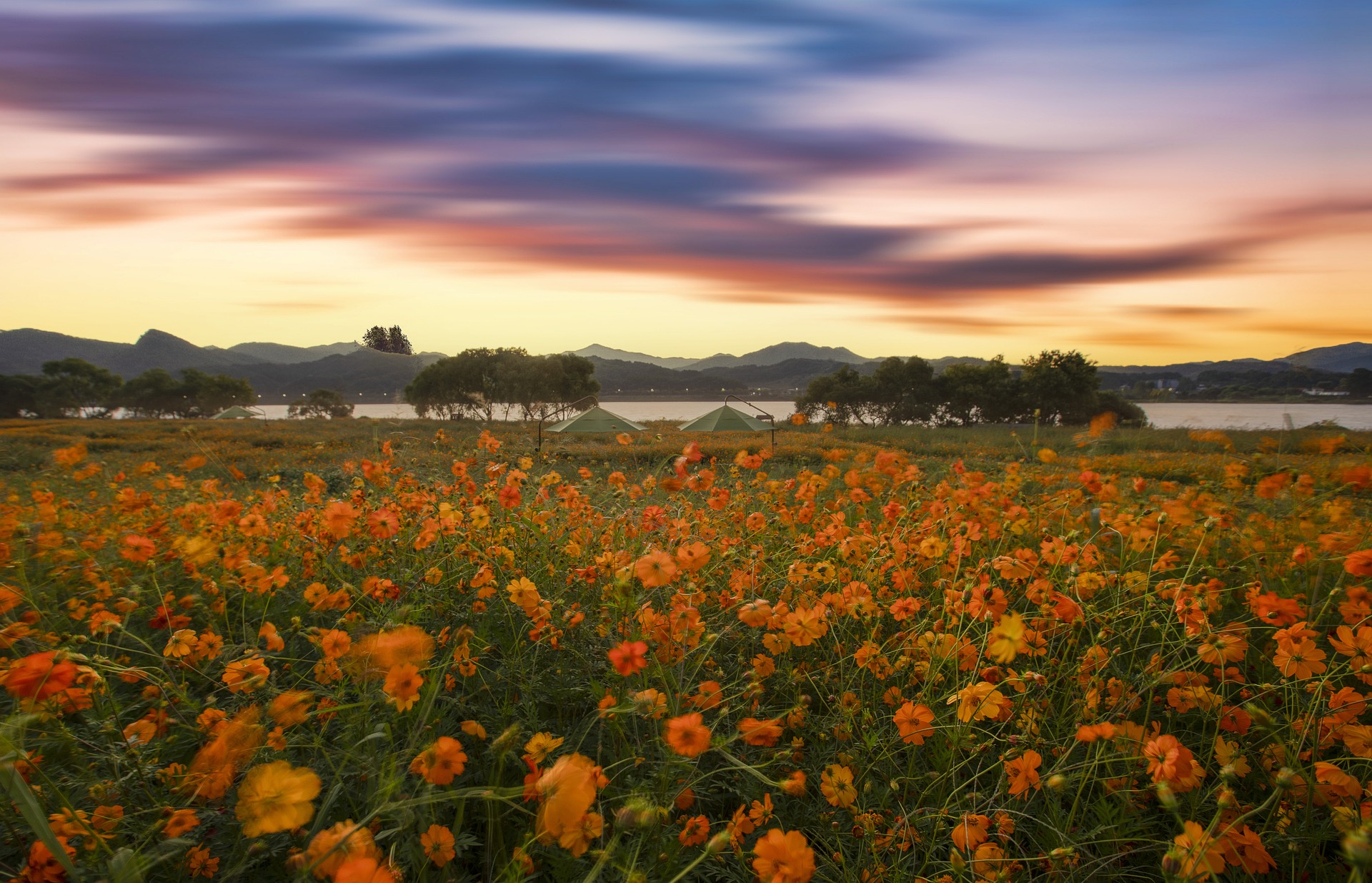 Hoa vàng, cánh đồng hoa, hoa, flower - 강춘성
