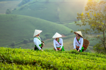 i chè, chè, trà, miền núi, Việt Nam - MrBinZ