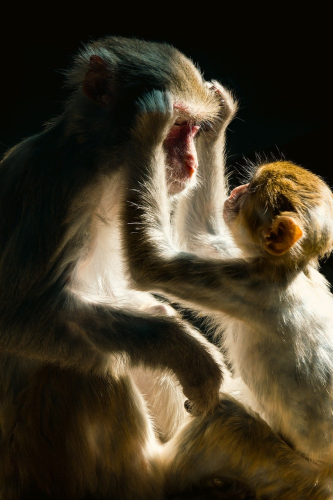 Khỉ, con khỉ, monkey - ymyphoto