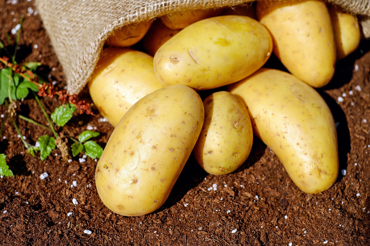 Khoai, khoai tây, rau củ, potato - Couleur (2)