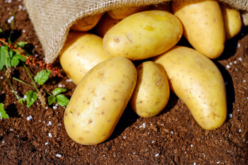 Khoai, khoai tây, rau củ, potato - Couleur (2)