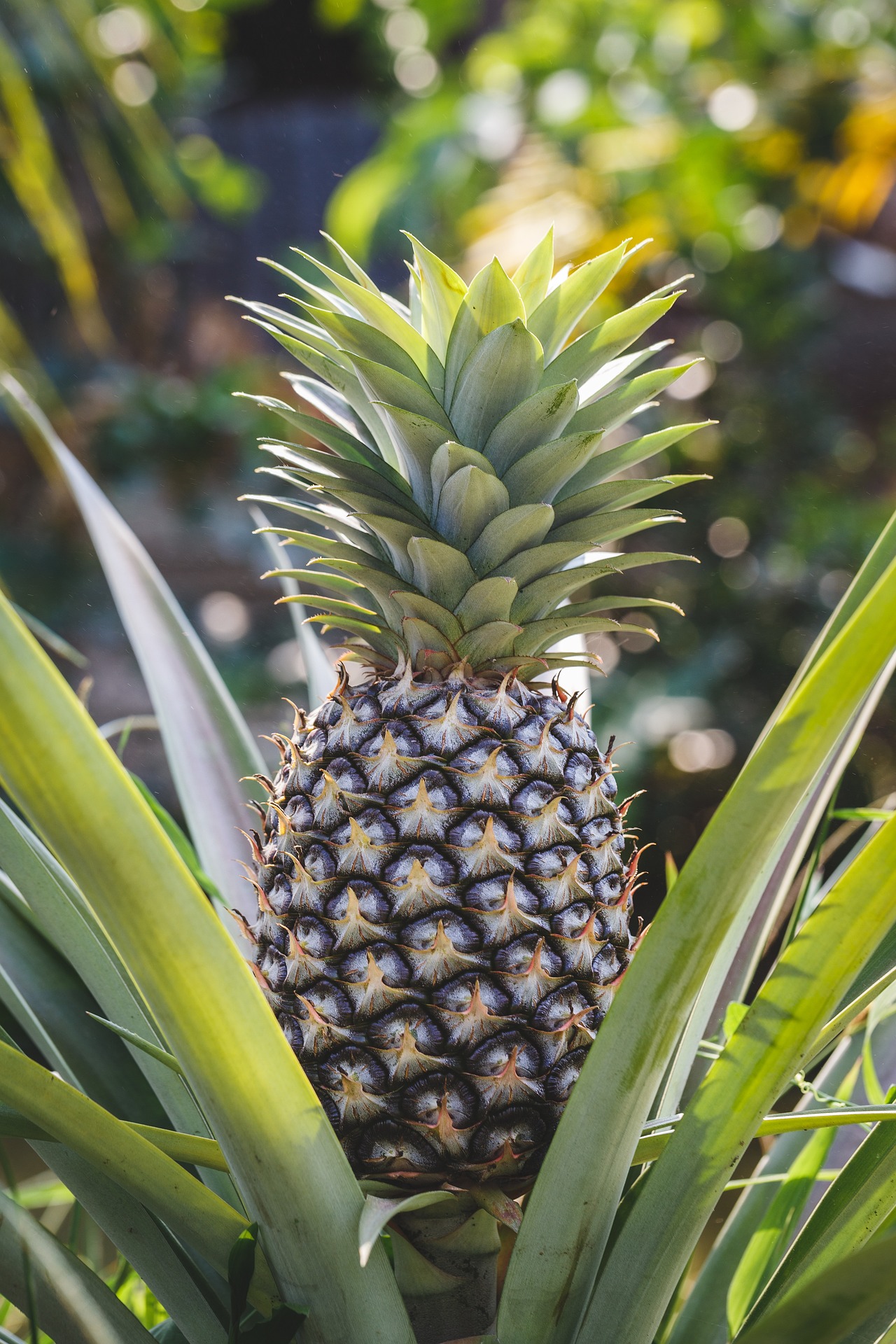 Khóm, thơm, dứa, pineapple - ThaiThu007