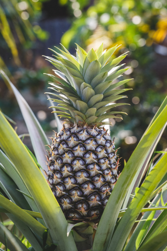 Khóm, thơm, dứa, pineapple - ThaiThu007