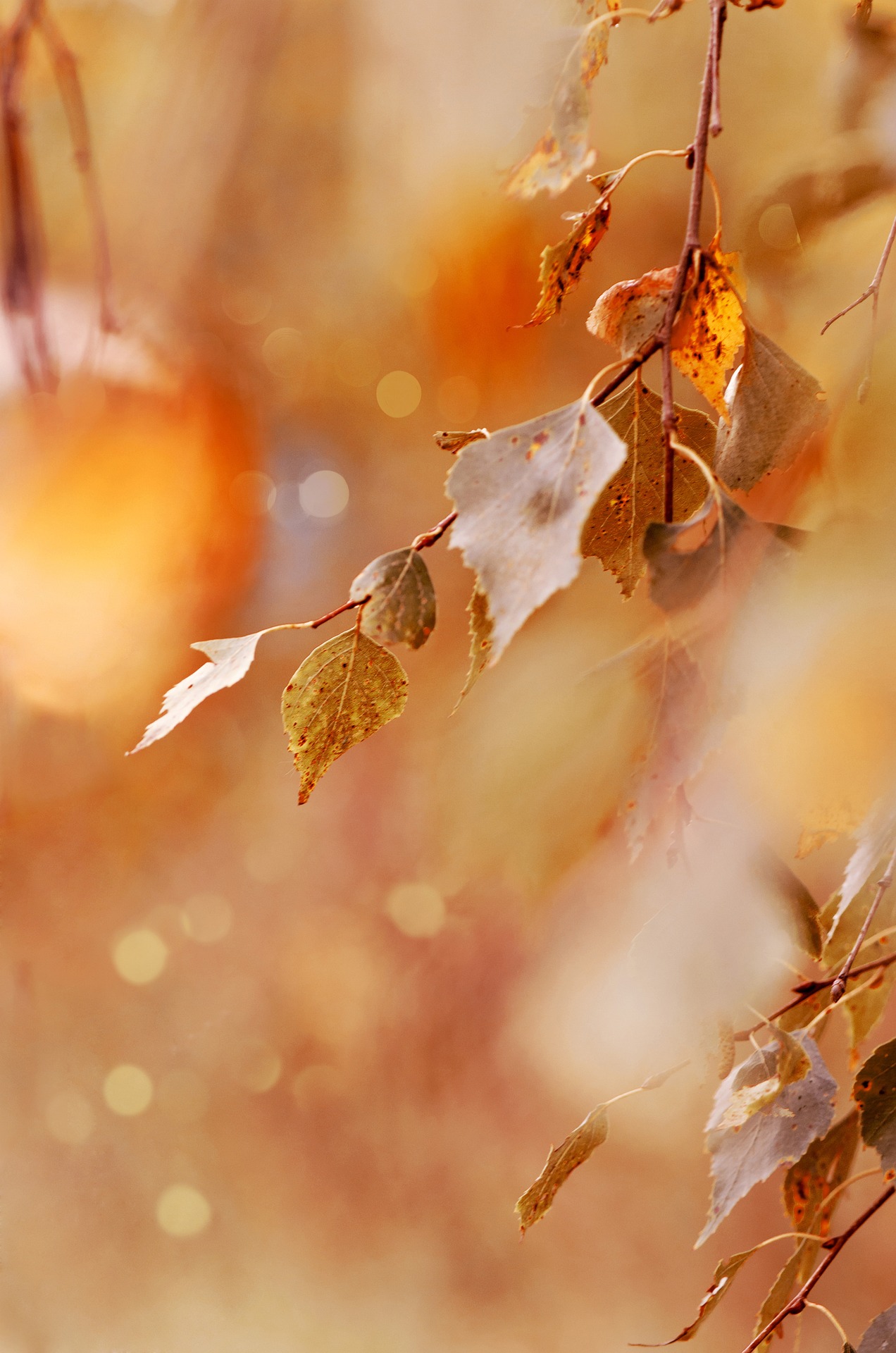 Lá phong, mùa thu, autumn, lá, lá cây, leaf -  MariaM31