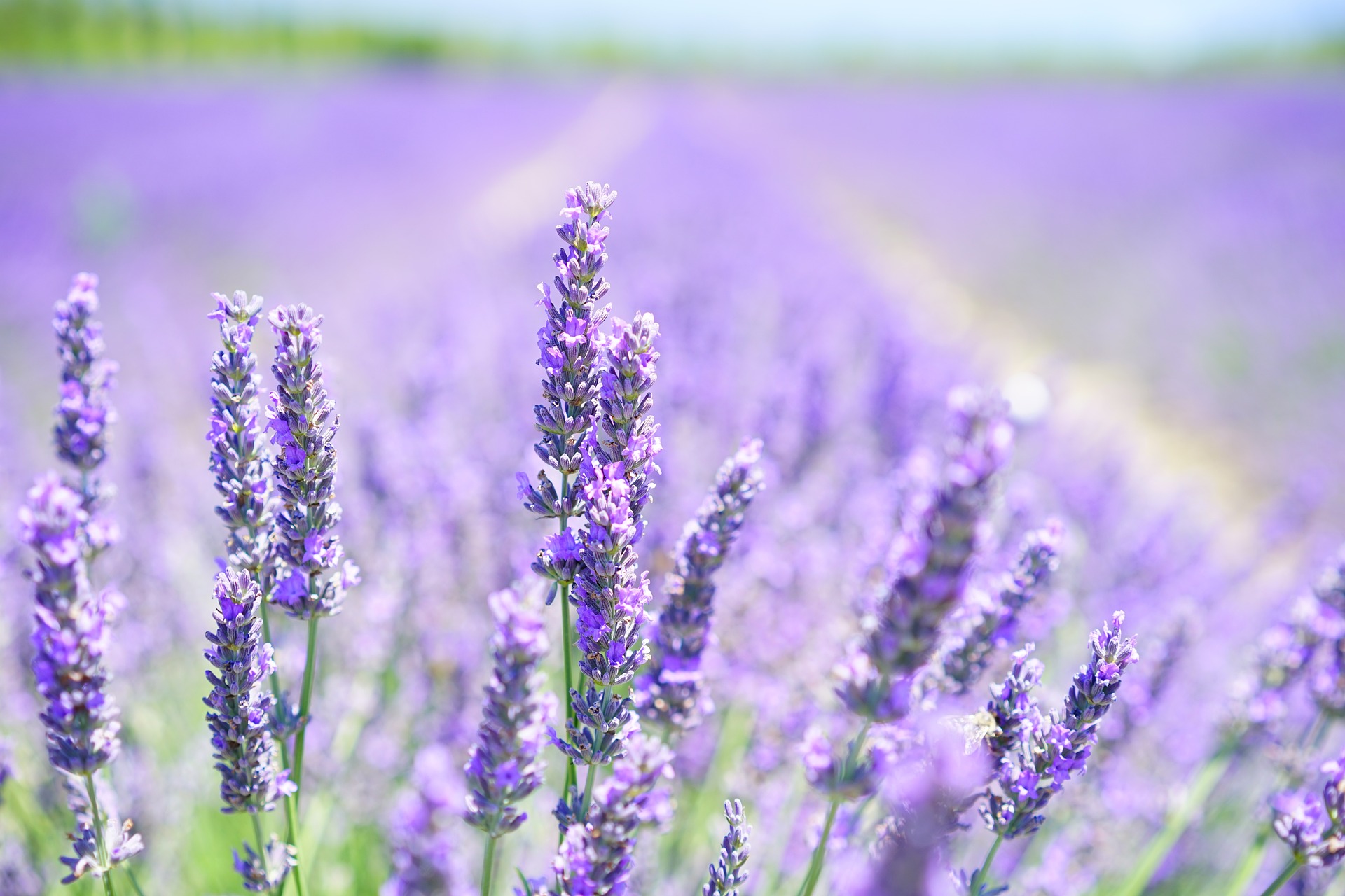 Lavender, hoa lavender, hoa, flower - Hans