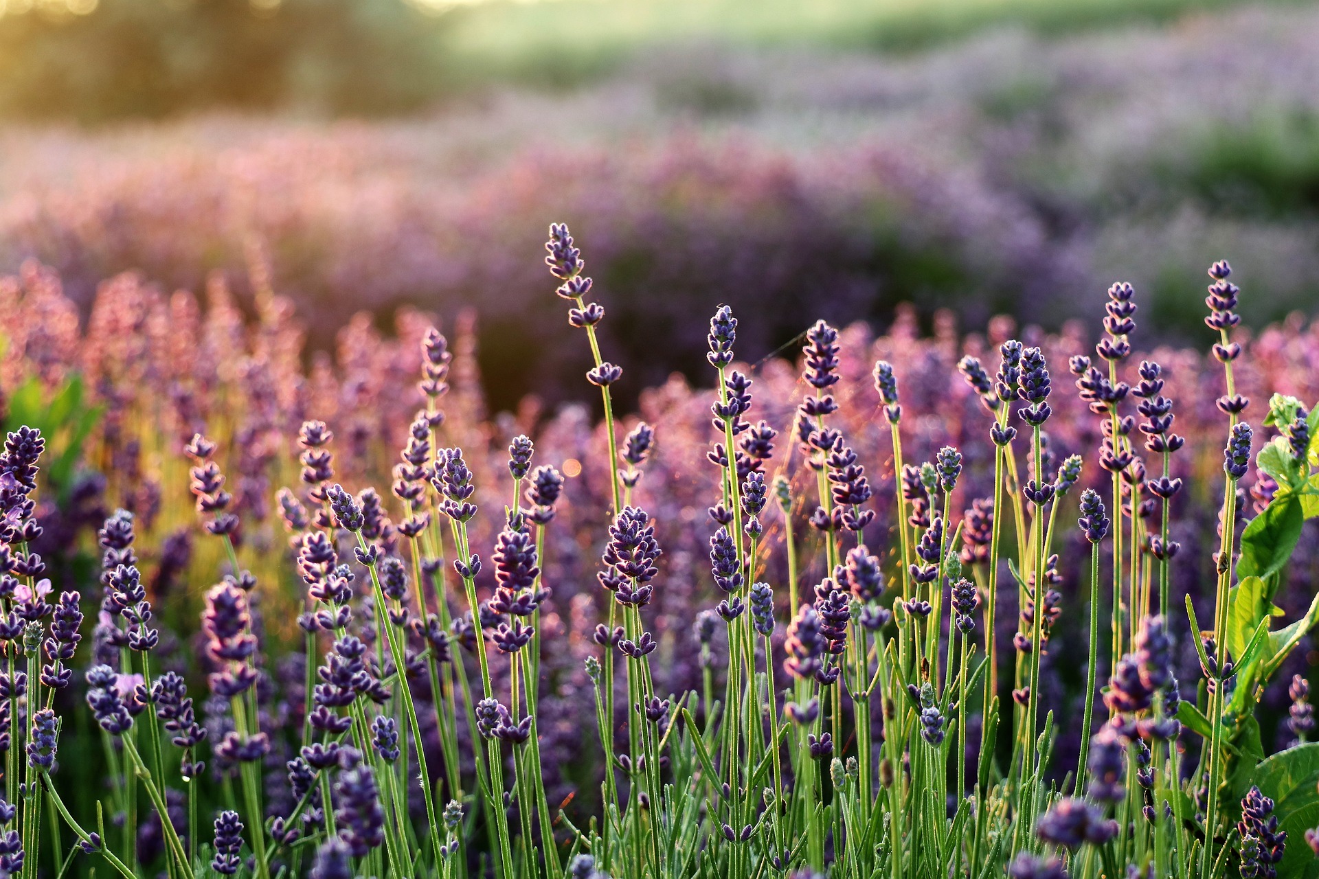 Lavender, hoa lavender, hoa, flower - Mouse23