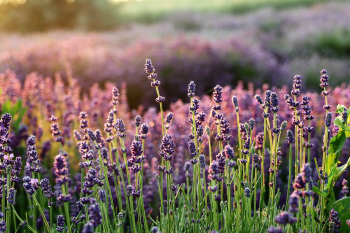 Lavender, hoa lavender, hoa, flower - Mouse23