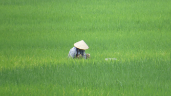 Lúa, đồng lúa, cánh đồng, nông thôn, miền tây, Việt Nam - cstrosing