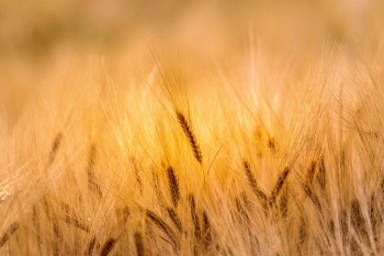 Lúa, lúa mạch, nền, background -  johnNaturePhotos