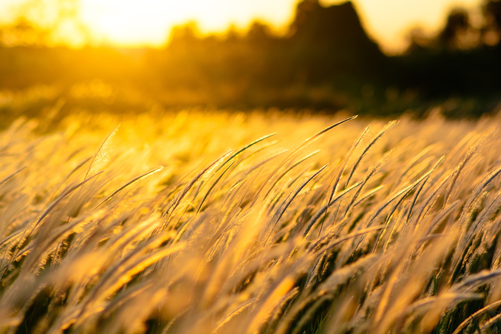Lúa, lúa mạch, nền, background - kieutruongphoto