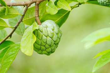 Mãng cầu ta, quả na, trái cây, custard apple - srphotography