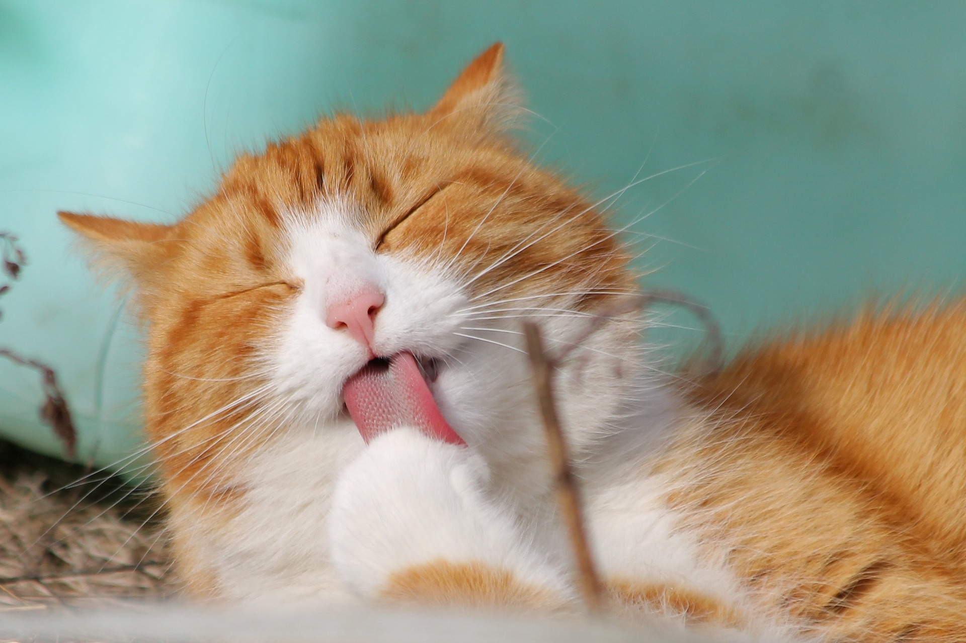 Mèo, con mèo, cat, mèo cam - TeamK