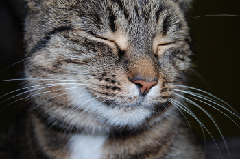 Mèo, mèo mướp, cat, mèo con - ksiazkizszafy