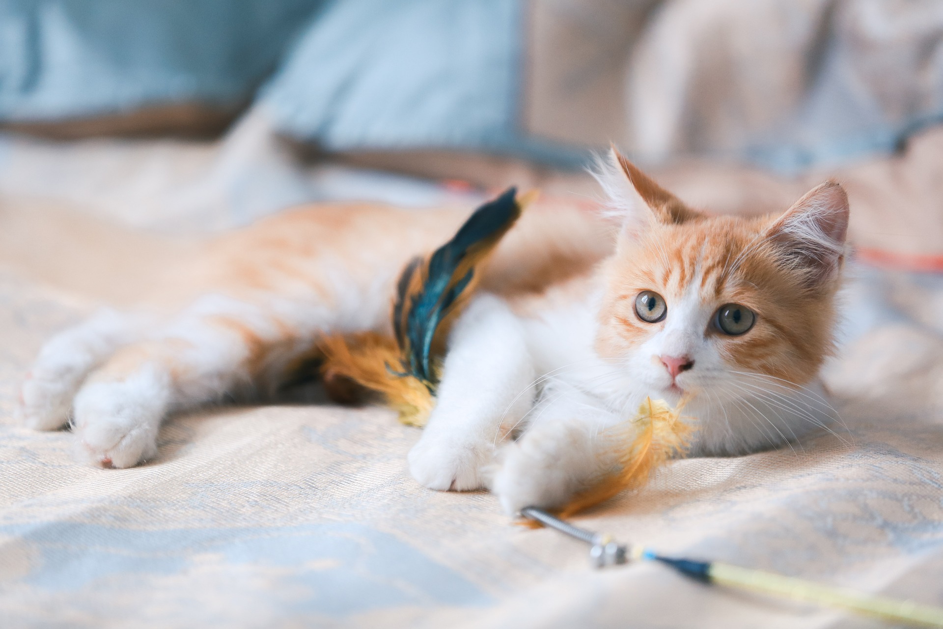 Mèo, mèo mướp, cat, mèo vàng, mèo con 1