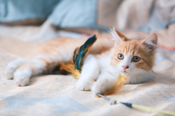 Mèo, mèo mướp, cat, mèo vàng, mèo con 1