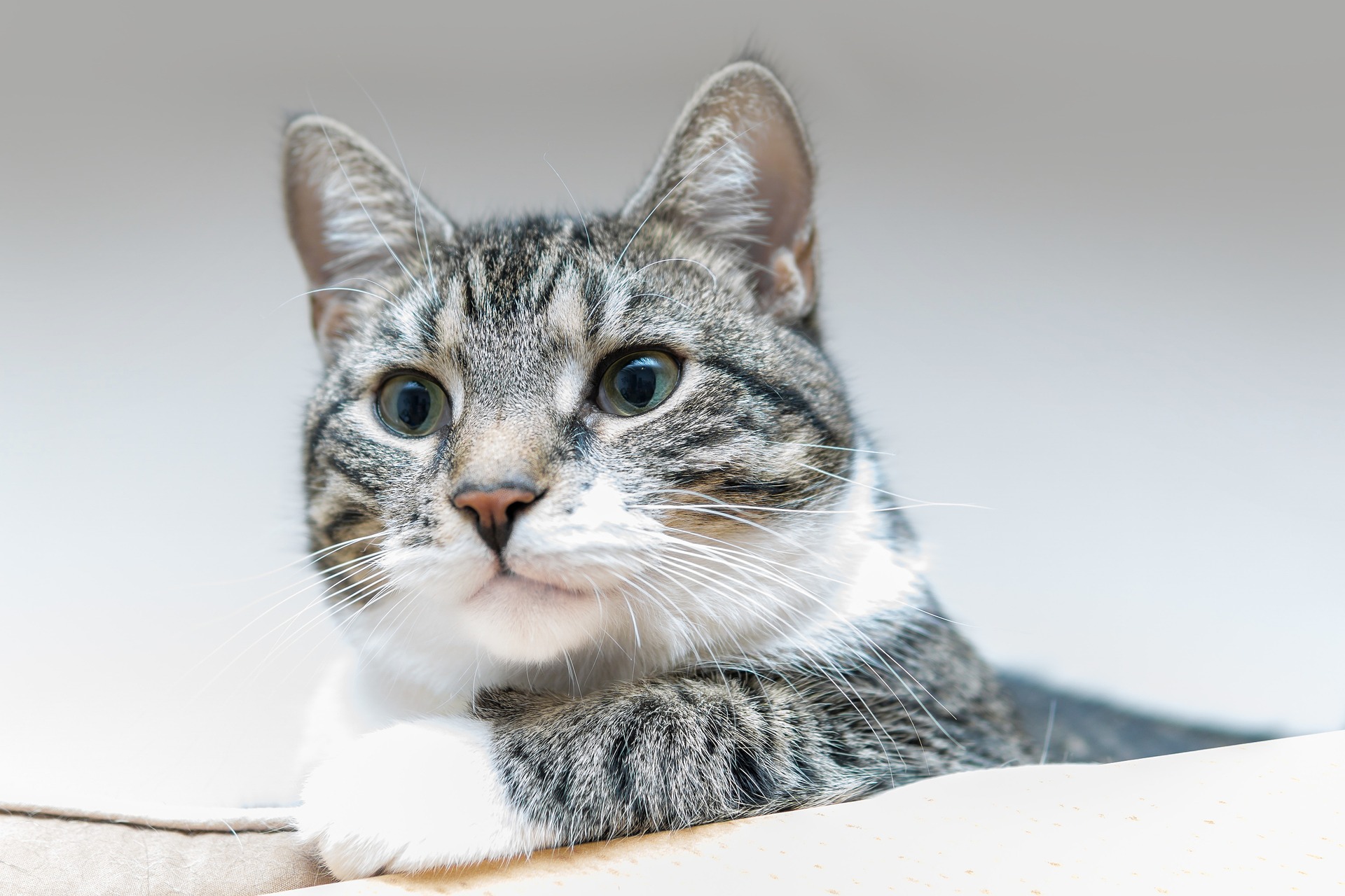 Mèo, mèo mướp, mèo xám, cat - guvo59