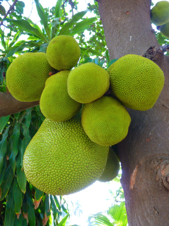 Mít, quả mít, trái cây, Jackfruit - LoggaWiggler