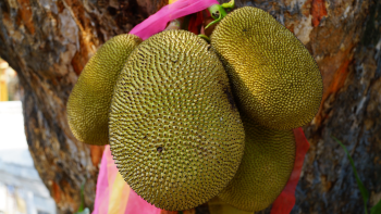 Mít, quả mít, trái cây, Jackfruit - naturepost