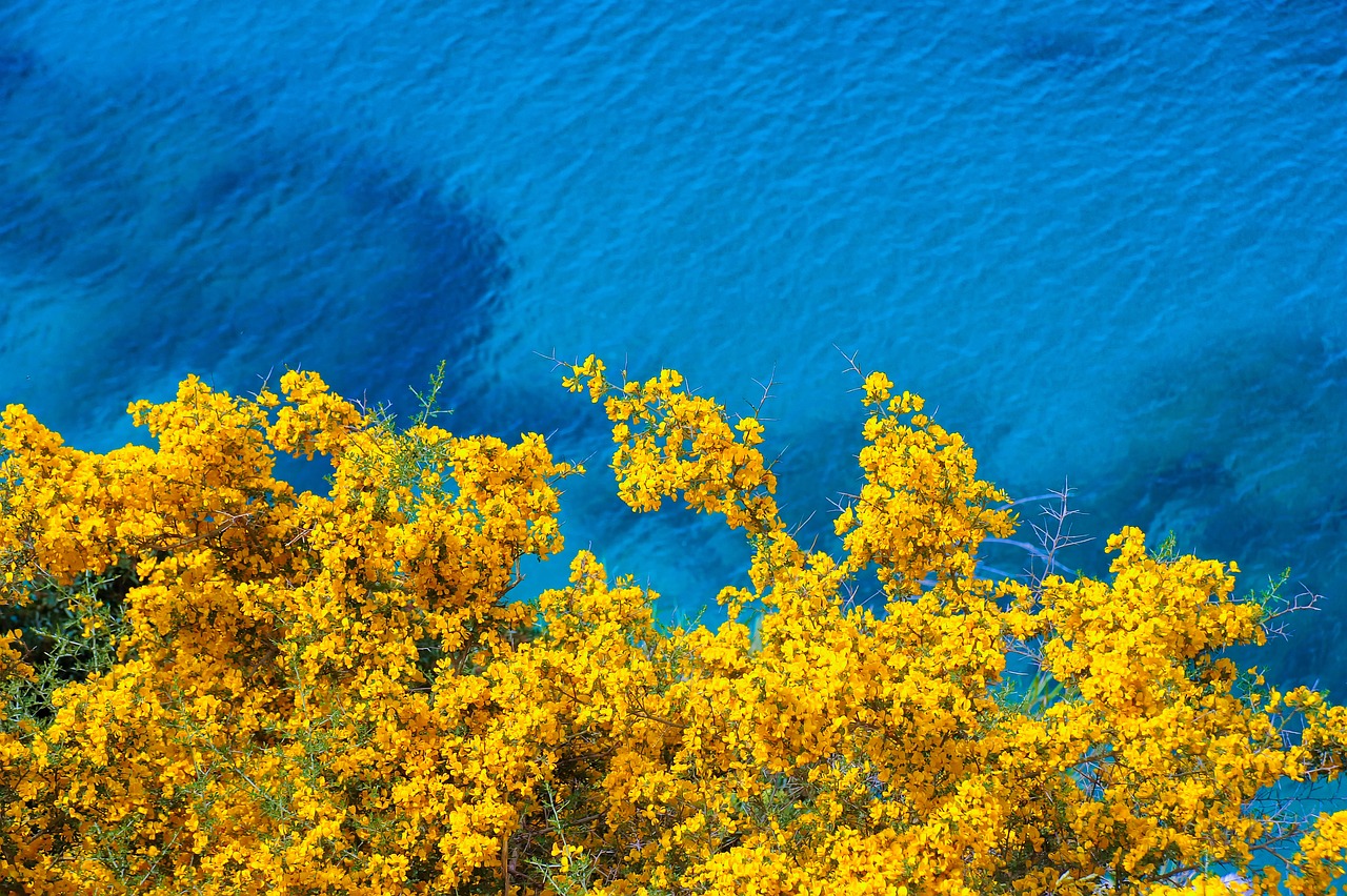 Nền, ảnh nền, background, hoa, flower, biển, sea - lillolillolillo