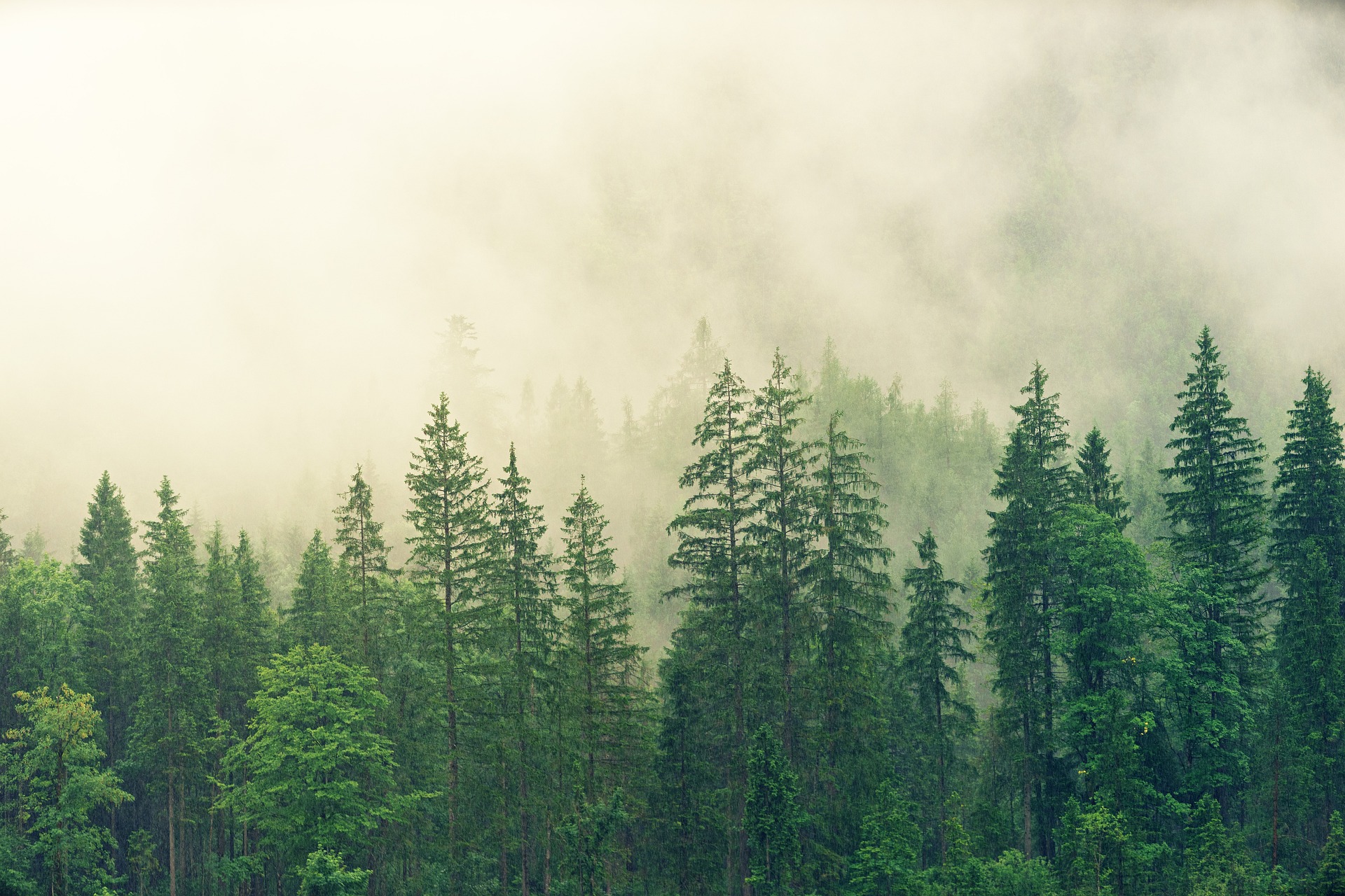 Rừng, cây, rừng thông, mây, cloud, forest, nền, background - jplenio