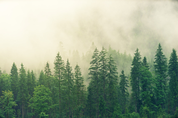 Rừng, cây, rừng thông, mây, cloud, forest, nền, background - jplenio