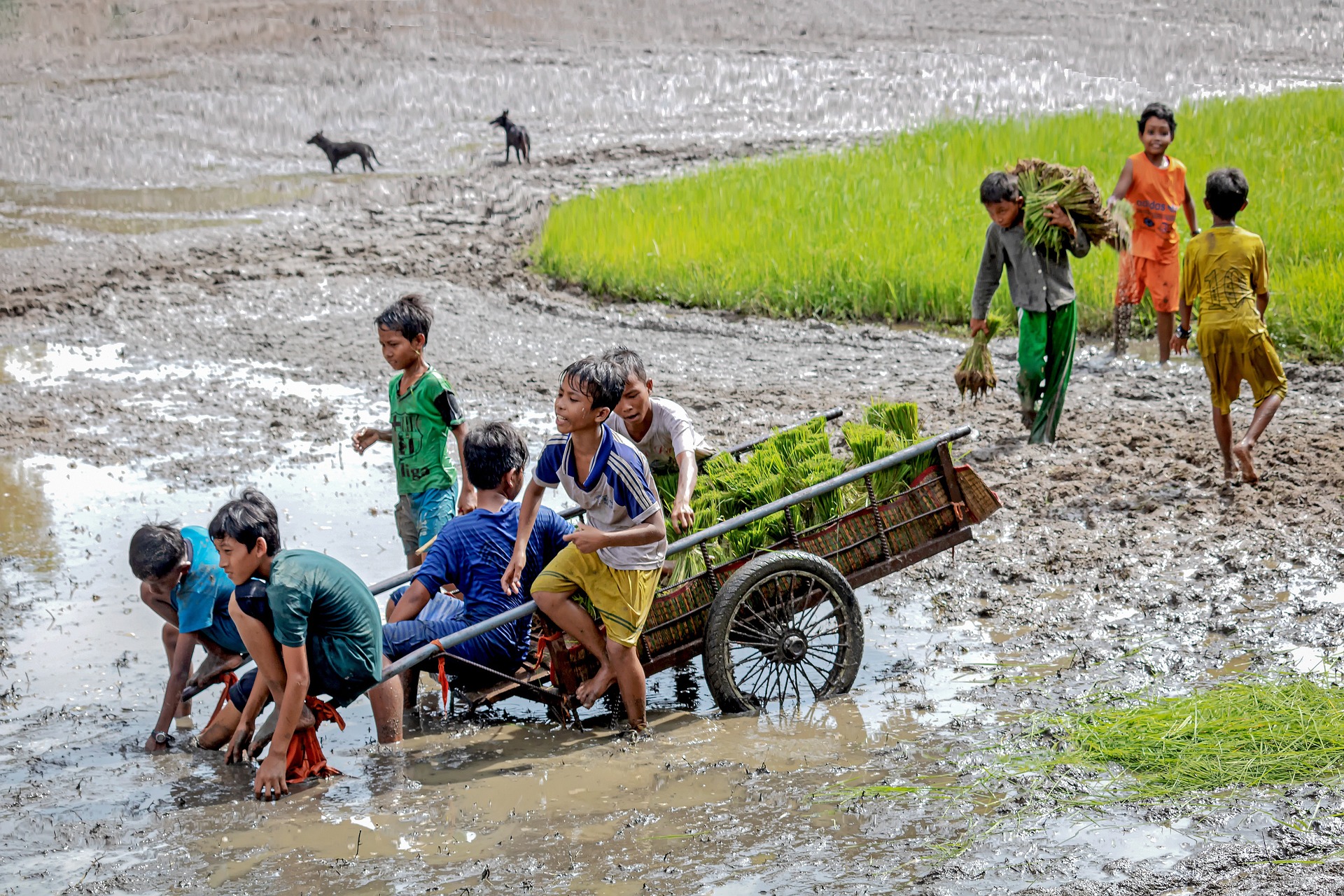 Ruộng, cánh đồng, ruộng lúa, trẻ em, nông thôn, gặt lúa, thu hoạch - vietnguyenbui