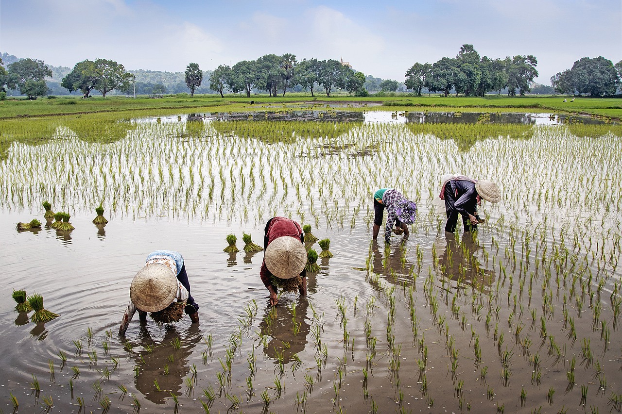 Ruộng lúa, đồng lúa, cánh đồng, nông thôn, Việt Nam - vietnguyenbui