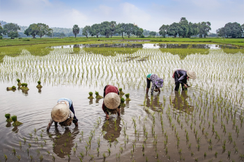 Ruộng lúa, đồng lúa, cánh đồng, nông thôn, Việt Nam - vietnguyenbui