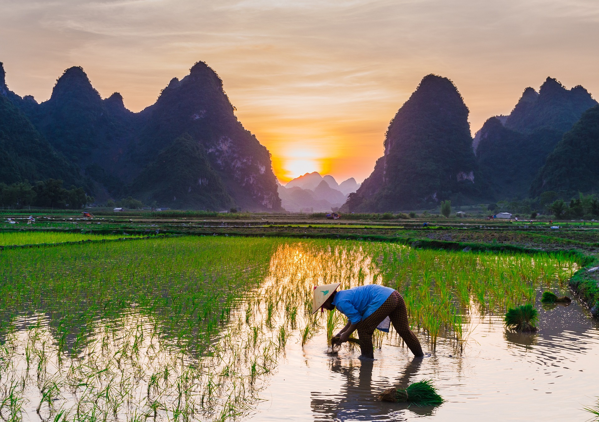Ruộng, ruộng lúa, cánh đồng, miền núi, vùng cao, moutian, làm nông  - 12322747