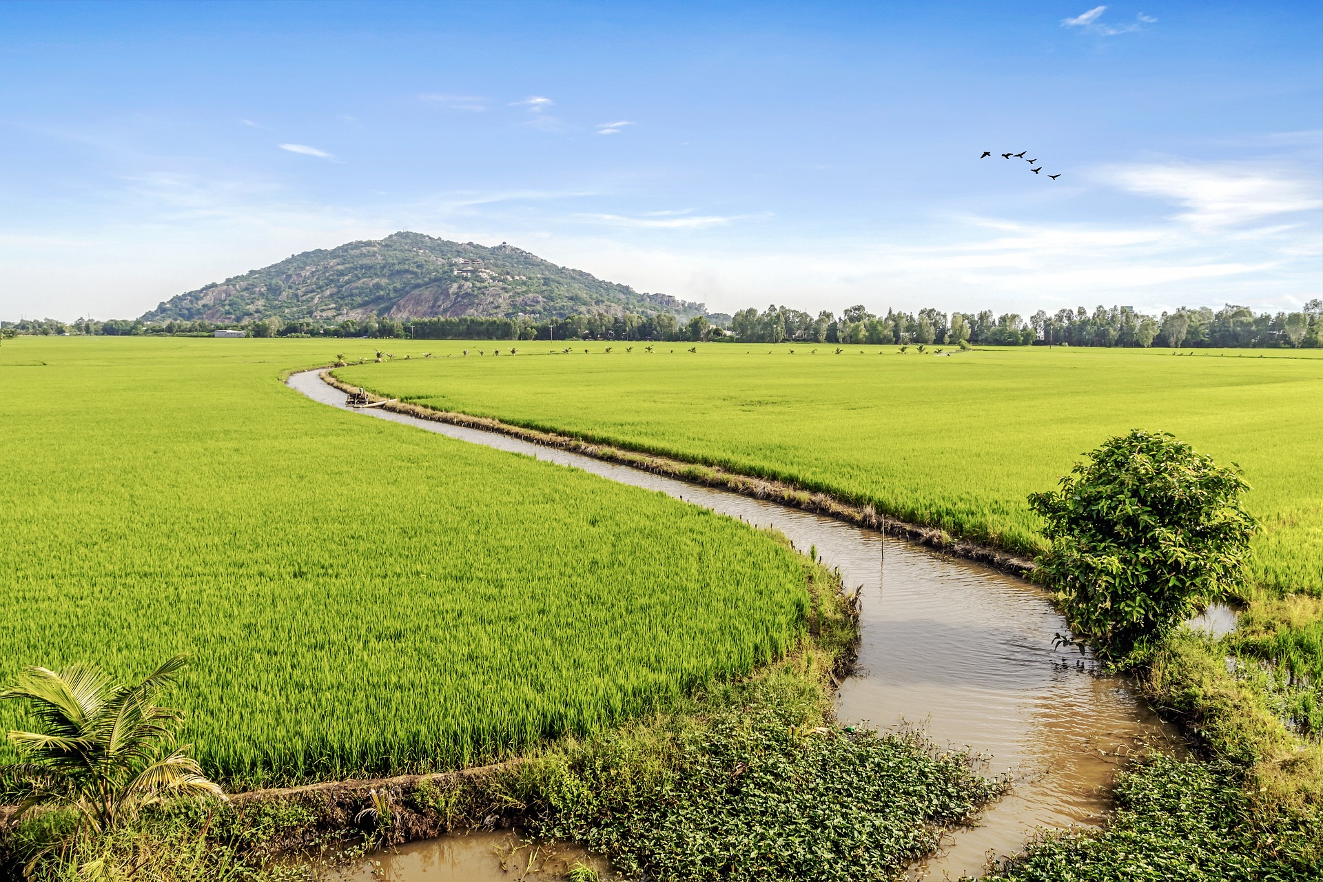 Ruộng, ruộng lúa, cánh đồng, miền núi, vùng cao, moutian -  vietnguyenbui