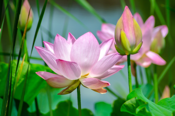Sen, hoa sen, búp sen, lotus, flower, hoa - coltsfan