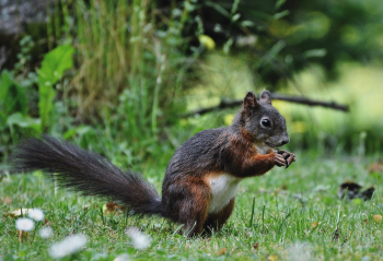 Sóc, sóc đỏ, con sóc, sciurus - Ralphs_Fotos