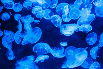 Sứa, jellyfish, sinh vật, biển, đại dương, sea, nền, background - PublicDomainPictures