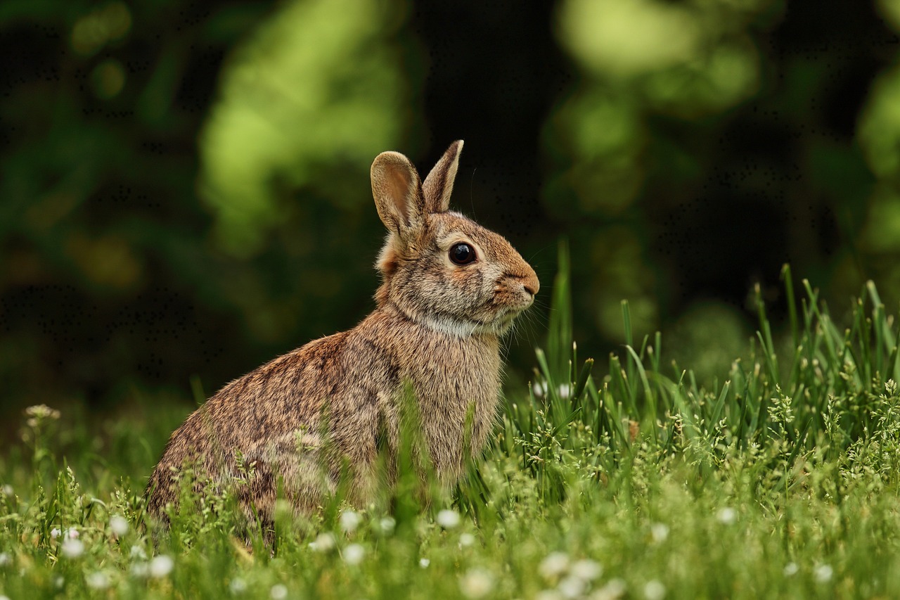 Thỏ, con thỏ, bunny, rabbit - Pixamio